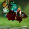 Multicolor/Galaxy Koi Plakat -16 weeks Old