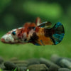 Multicolor/ Galaxy Koi Plakat - Female- 13 Weeks Old