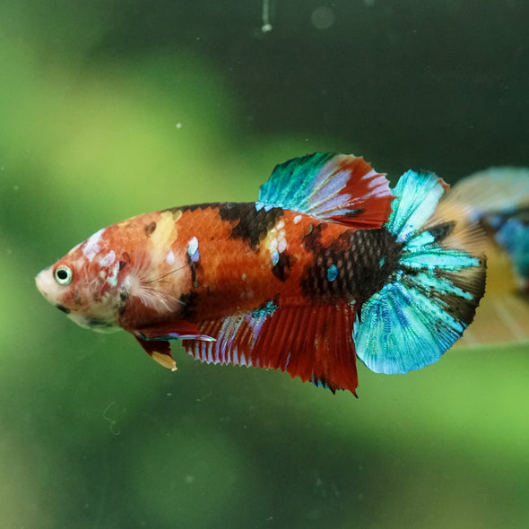 Multicolor/ Galaxy Koi Plakat- Female- 13 Weeks Old
