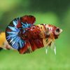Multicolor/Galaxy Koi Plakat -16 weeks Old