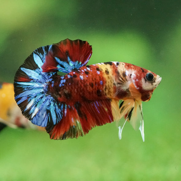 Multicolor/Galaxy Koi Plakat -16 weeks Old
