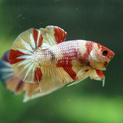 Multicolor/Galaxy Koi Plakat -14 weeks Old