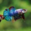 Multicolor/Galaxy Koi Plakat -16 weeks Old