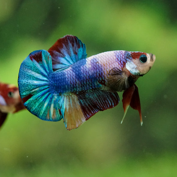 Multicolor/Galaxy Koi Plakat -16 weeks Old