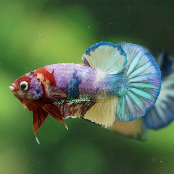 Multicolor/Galaxy Koi Plakat -11 weeks Old