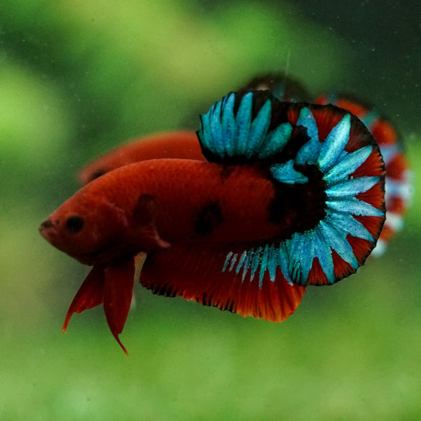 Red Fancy (Hell Boy) Plakat -13 weeks Old