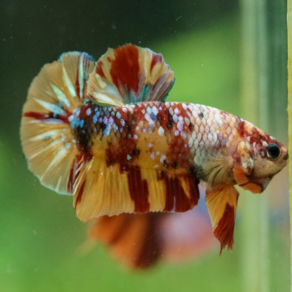 Multicolor/Galaxy Koi Plakat -16 weeks Old
