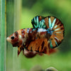 Multicolor/Galaxy Koi Plakat -16 weeks Old