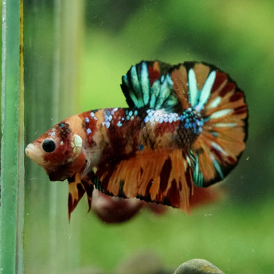 Multicolor/Galaxy Koi Plakat -16 weeks Old