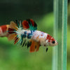 Multicolor/ Galaxy Koi Halfmoon- Female- 13 Weeks Old