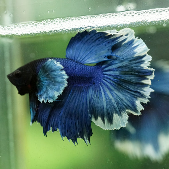 Dumbo Halfmoon - 12 weeks old
