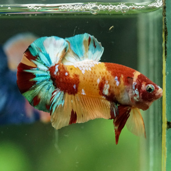Multicolor/Galaxy Koi Plakat -16 weeks Old