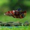 Multicolor/ Galaxy Koi Plakat- Female- 13 Weeks Old