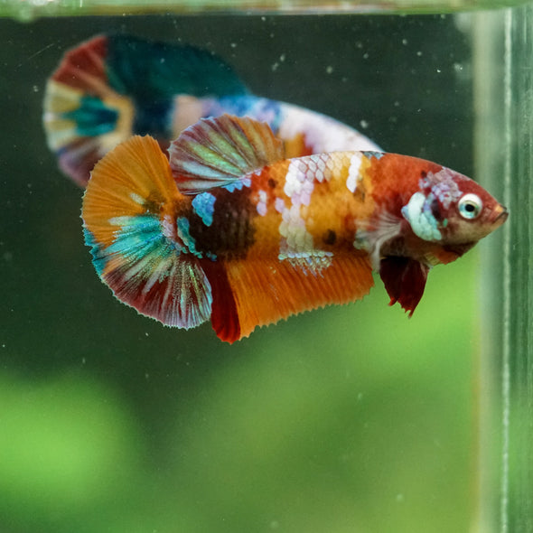 Multicolor/ Galaxy Koi Plakat- Female- 13 Weeks Old