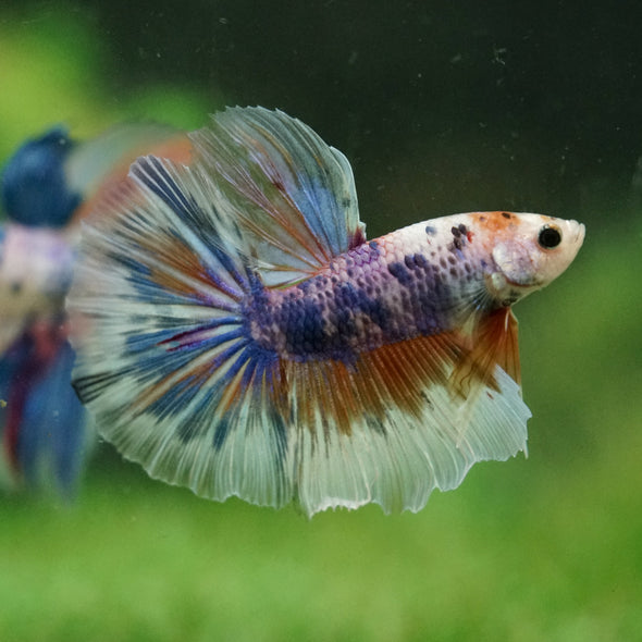 Galaxy/Candy Koi Halfmoon - 14 weeks old