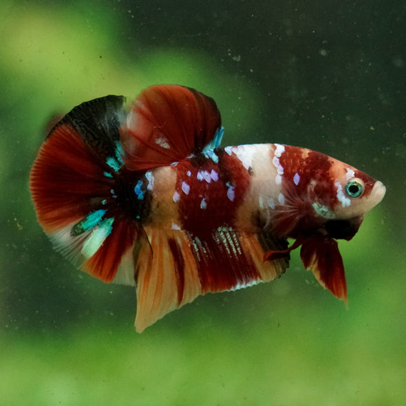 Multicolor/Galaxy Koi Plakat -16 weeks Old