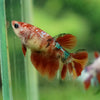 Multicolor/ Galaxy Koi Halfmoon - Female- 13 Weeks Old