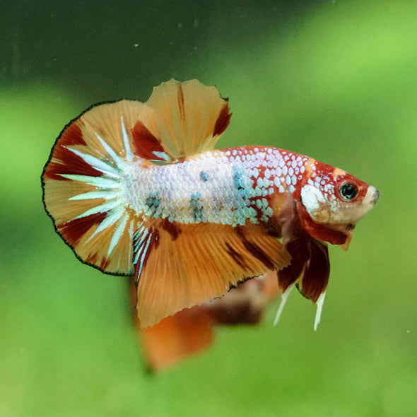 Multicolor/Galaxy Koi Plakat -10 weeks Old