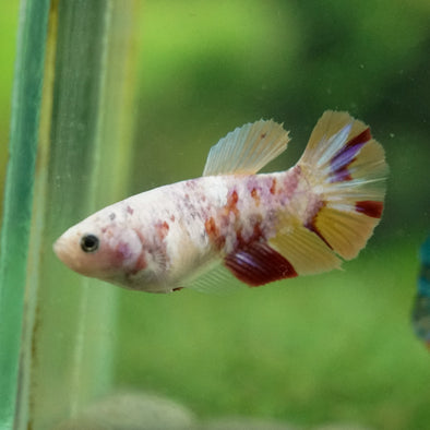 Multicolor/ Galaxy Koi Plakat- Female- 13 Weeks Old