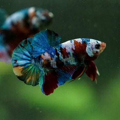 Multicolor/Galaxy Koi Plakat -16 weeks Old
