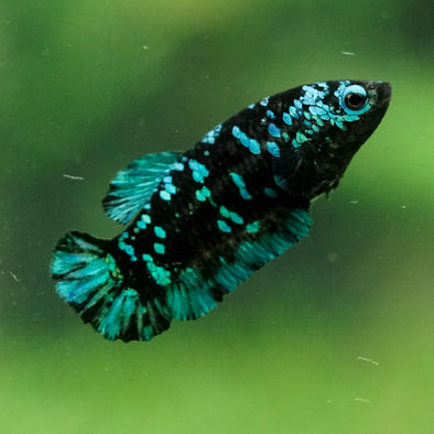 Black Galaxy Koi Plakat (Avatar) - Female- 13 Weeks Old