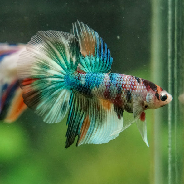 Galaxy/Candy Koi Halfmoon - 14 weeks old