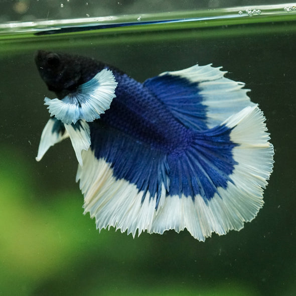 Dumbo Halfmoon - 12 weeks old