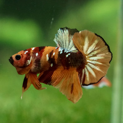 Multicolor/Galaxy Koi Plakat -13 weeks Old