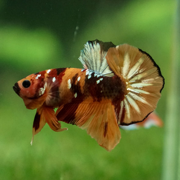 Multicolor/Galaxy Koi Plakat -13 weeks Old