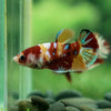 Multicolor/ Galaxy Koi Plakat - Female- 13 Weeks Old