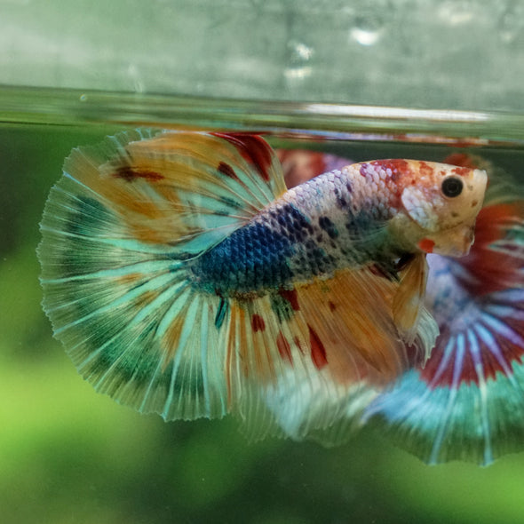 Galaxy/Candy Koi Halfmoon - 13 weeks old