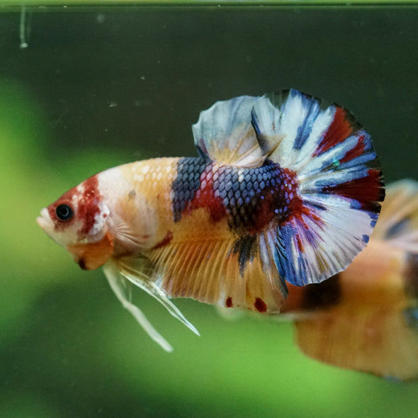 Multicolor/Galaxy Koi Plakat -11 weeks Old