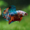 Multicolor/Galaxy Koi Plakat -16 weeks Old