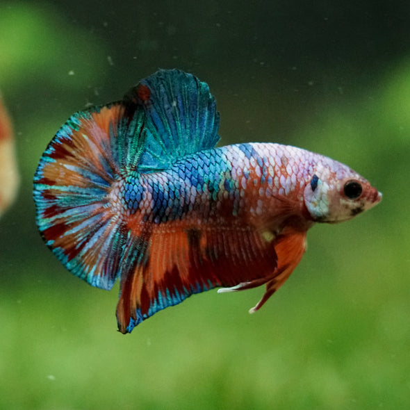 Multicolor/Galaxy Koi Plakat -16 weeks Old
