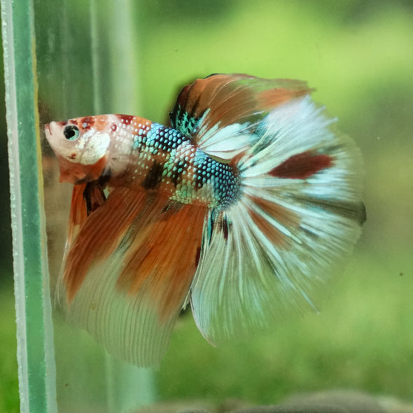 Candy/Galaxy Koi Halfmoon - 13 weeks old