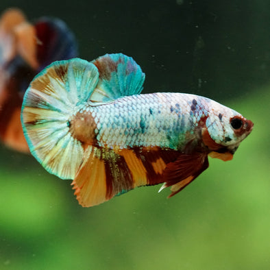 Multicolor/Galaxy Koi Plakat -16 weeks Old