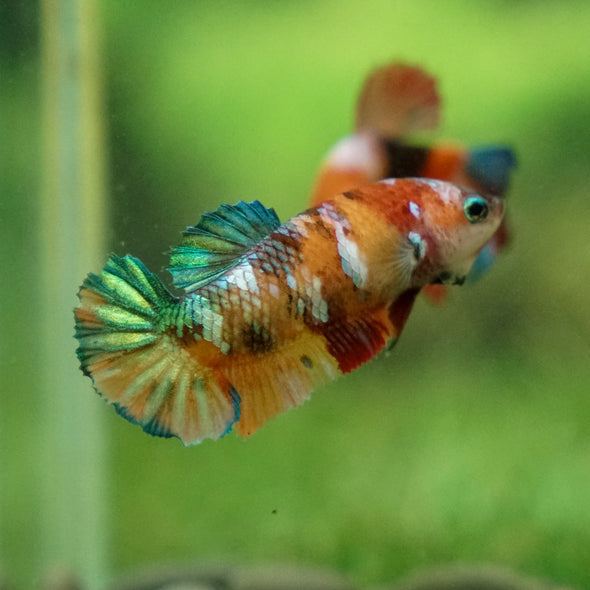 Multicolor/ Galaxy Koi Plakat - Female- 13 Weeks Old