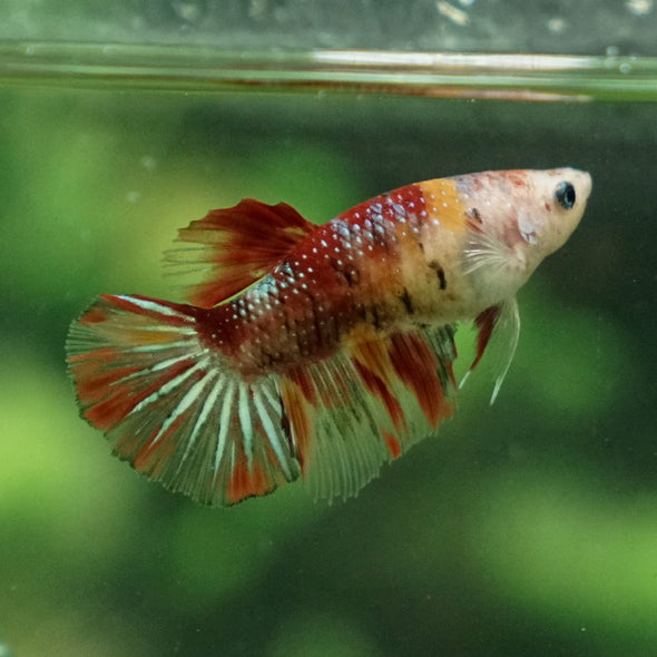 Multicolor/ Galaxy Koi Halfmoon- Female- 13 Weeks Old