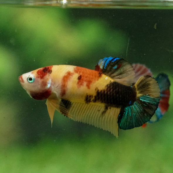 Multicolor/ Galaxy Koi Plakat - Female- 13 Weeks Old