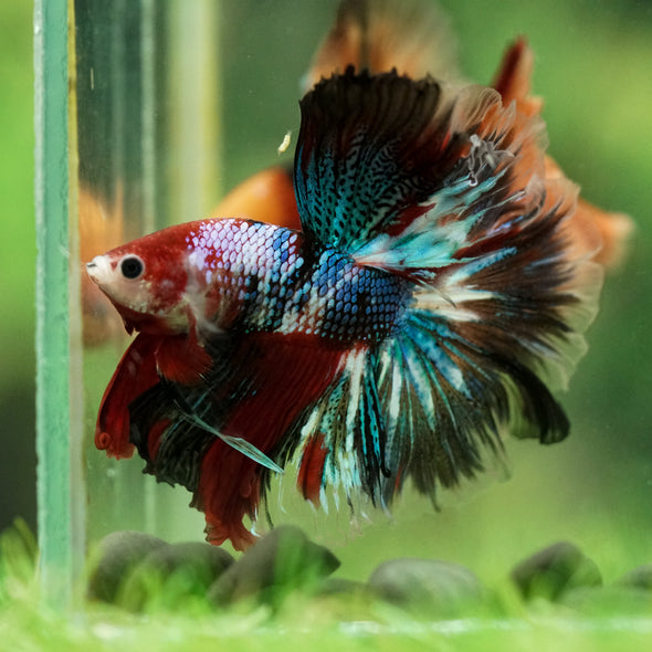 Galaxy/Candy Koi Halfmoon - 14 weeks old