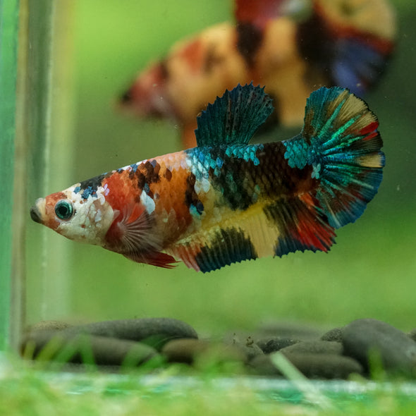 Multicolor/ Galaxy Koi Plakat- Female- 13 Weeks Old