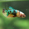 Multicolor/ Galaxy Koi Plakat- Female- 13 Weeks Old