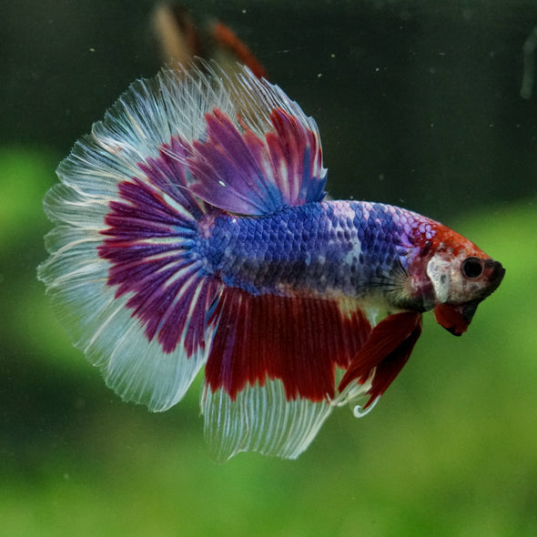 Galaxy/Candy Koi Halfmoon - 14 weeks old