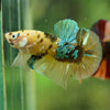 Multicolor/Galaxy Koi Plakat -16 weeks Old