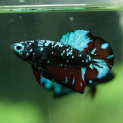 Black Koi Galaxy Plakat (Avatar) -10 weeks Old