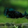 Black Galaxy Koi Plakat (Avatar) - Female- 13 Weeks Old