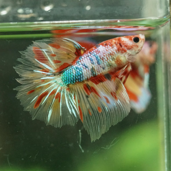 Galaxy/Candy Koi Halfmoon - 11 weeks old