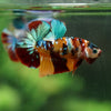 Multicolor/Galaxy Koi Plakat -16 weeks Old