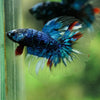 Black Base Galaxy Koi Halfmoon (Avatar) - 14 weeks old