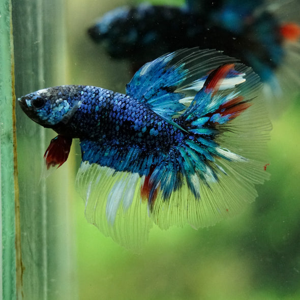 Black Base Galaxy Koi Halfmoon (Avatar) - 14 weeks old